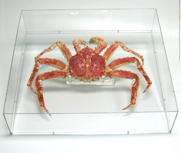 Crab Case