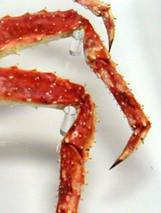 Crab Posts