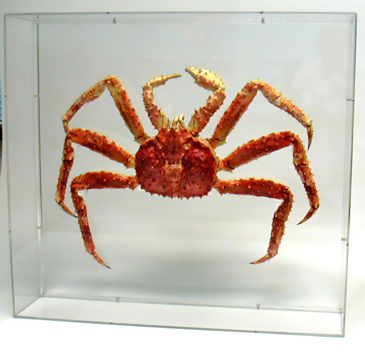 Crab Case