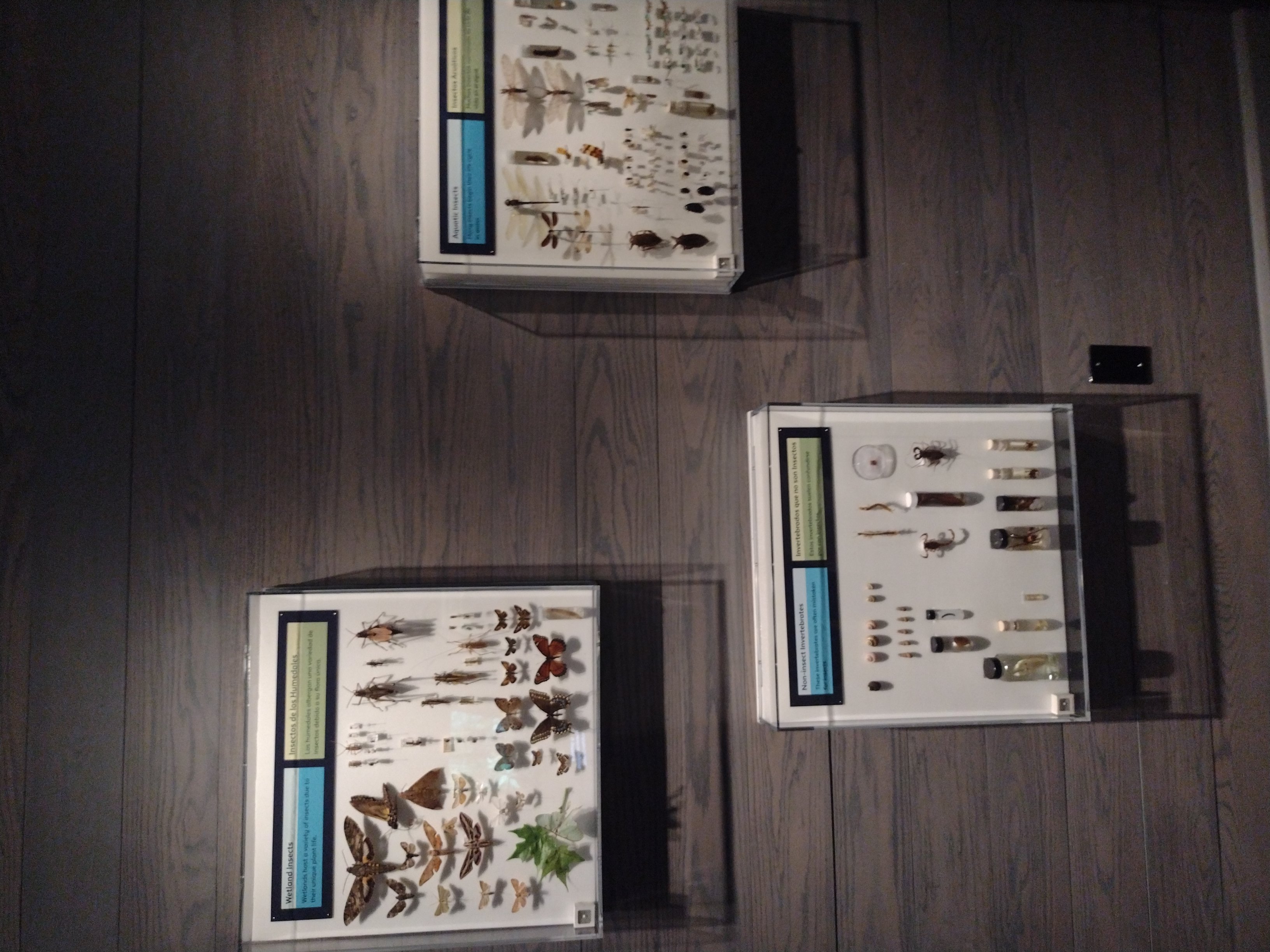 Custom Plastic Display Cases at the Florida Museum of Natural History